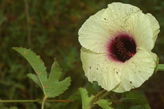 Hibiscus cannabinus