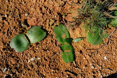 Haemanthus lanceifolius