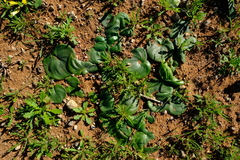 Eriospermum descendens