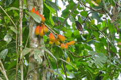 Cnestis palala