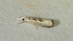 Microcrambus minor