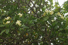 Voacanga thouarsii