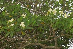 Voacanga thouarsii