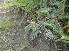 Oxytropis ruthenica