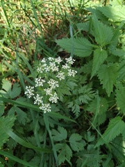 Anthriscus sylvestris