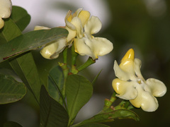 Voacanga thouarsii