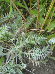 Oxytropis ruthenica