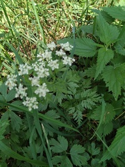 Anthriscus sylvestris