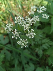 Anthriscus sylvestris