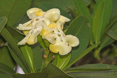 Voacanga thouarsii