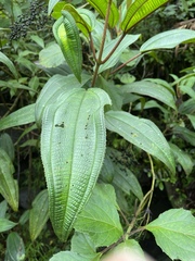 Miconia sintenisii