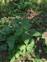 Impatiens parviflora