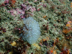 Clavelina pseudobaudinensis
