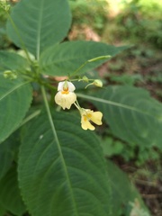 Impatiens parviflora