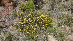 Santolina melidensis