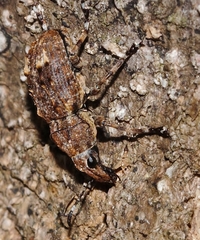 Anthribinae