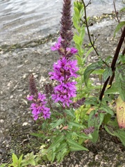 Lythrum salicaria