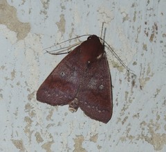 Calymera