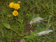 Berkheya speciosa
