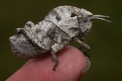 Lobosceliana