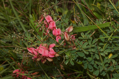 Indigofera tristis
