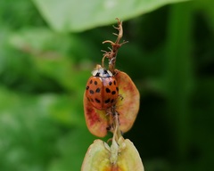 Harmonia axyridis