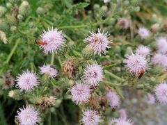 Cirsium arvense