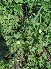 Geranium sibiricum