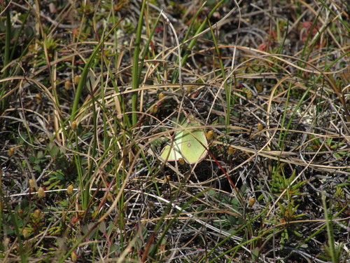 Pelidne Sulphur