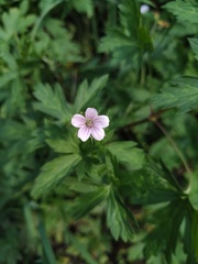 Geranium sibiricum