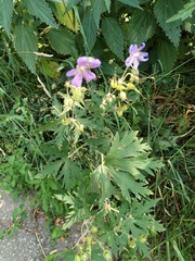 Geranium pratense
