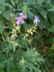 Geranium pratense