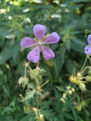 Geranium pratense