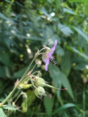 Geranium pratense