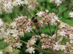 Apis mellifera