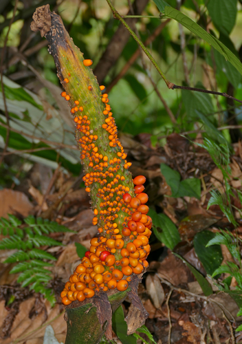 Amorphophallus hewittii, photograph 3