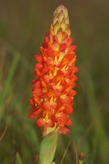 Disa polygonoides
