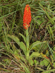 Disa polygonoides