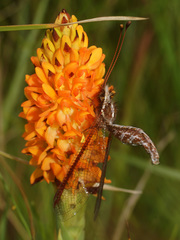 Helcopteryx rhodiogramma