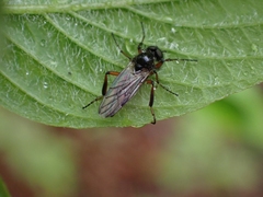 Bibio palliatus