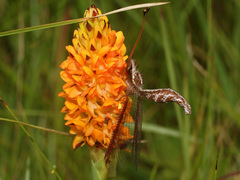 Helcopteryx rhodiogramma