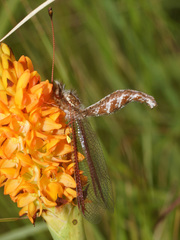 Helcopteryx rhodiogramma