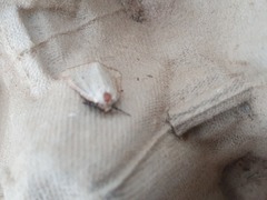 Photedes minima