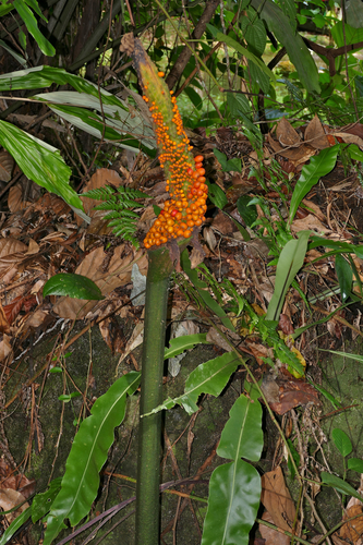Amorphophallus hewittii, photograph 2