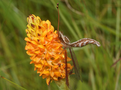 Helcopteryx rhodiogramma