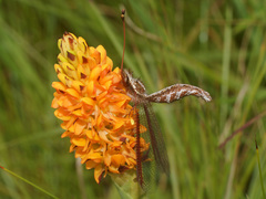 Helcopteryx rhodiogramma
