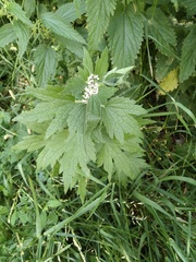 Leonurus quinquelobatus