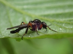 Bibio palliatus