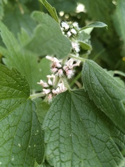 Leonurus quinquelobatus