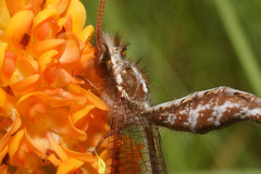Helcopteryx rhodiogramma